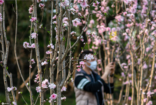 上海和平公园桃红柳绿一派好春光