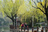 2020年3月18日，上海，杨浦区和平公园内的杨柳树都已发出了新芽，翠绿的柳枝随风舞动，不远处的几株桃树也已开花，粉色的花朵吸引不少市民驻足拍照，公园里一派桃红柳绿的春日好风景。
