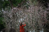 2020年3月18日，上海，杨浦区和平公园内的杨柳树都已发出了新芽，翠绿的柳枝随风舞动，不远处的几株桃树也已开花，粉色的花朵吸引不少市民驻足拍照，公园里一派桃红柳绿的春日好风景。王冈/IC photo
