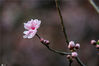2020年3月18日，上海，杨浦区和平公园内的杨柳树都已发出了新芽，翠绿的柳枝随风舞动，不远处的几株桃树也已开花，粉色的花朵吸引不少市民驻足拍照，公园里一派桃红柳绿的春日好风景。
