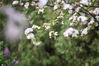 2020年3月18日，郑州市碧沙岗公园内万株海棠蓄势枝头，千种花草竞相绽放，红黄粉绿，明媚绚烂，生机勃勃。
