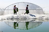 2020年3月19日，在安徽省亳州市谯城区十河镇陆楼村哈密瓜扶贫基地，村民们正在塑料大棚进行哈密瓜苗期管理。
