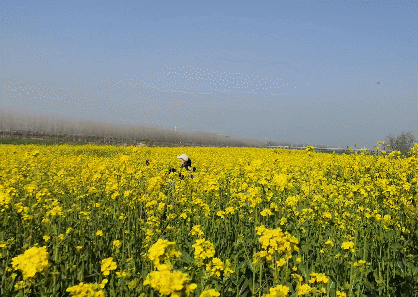 壁纸 成片种植 风景 植物 种植基地 桌面 418_297 gif 动态图 动图
