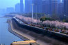 2018年3月27日，春光明媚樱花盛开，钱塘江畔最美跑道展开的樱花大道长约7.4公里，游客如织，欢声笑语，美不胜收。徐瑞康/IC photo