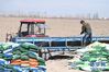 3月25日，在伊犁河谷察布查尔锡伯自治县堆齐牛录乡，种植户准备施肥。 新华社记者 沙达提 摄