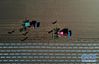 3月25日，在伊犁河谷察布查尔锡伯自治县堆齐牛录乡，播种机在田间工作（无人机照片）。 新华社记者 沙达提 摄
