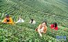 3月25日，村民在勉县漆树坝镇漆树坝村万亩茶园采摘新茶。