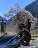 西藏林芝市米林县日旭村村民在田里铺设地膜（3月25日摄）。新华社记者 晋美多吉 摄