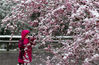 2020年3月27日，在湖北省襄阳市保康县马桥镇尧治河村，一名摄影爱好者在拍摄雪中桃花。