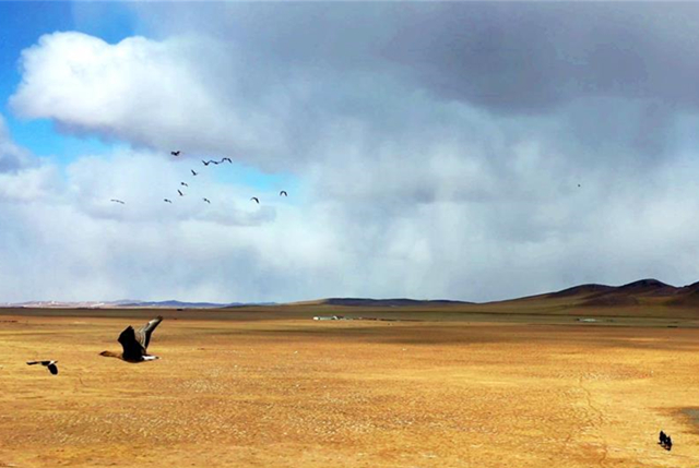 内蒙古：巡护踏查 保护候鸟