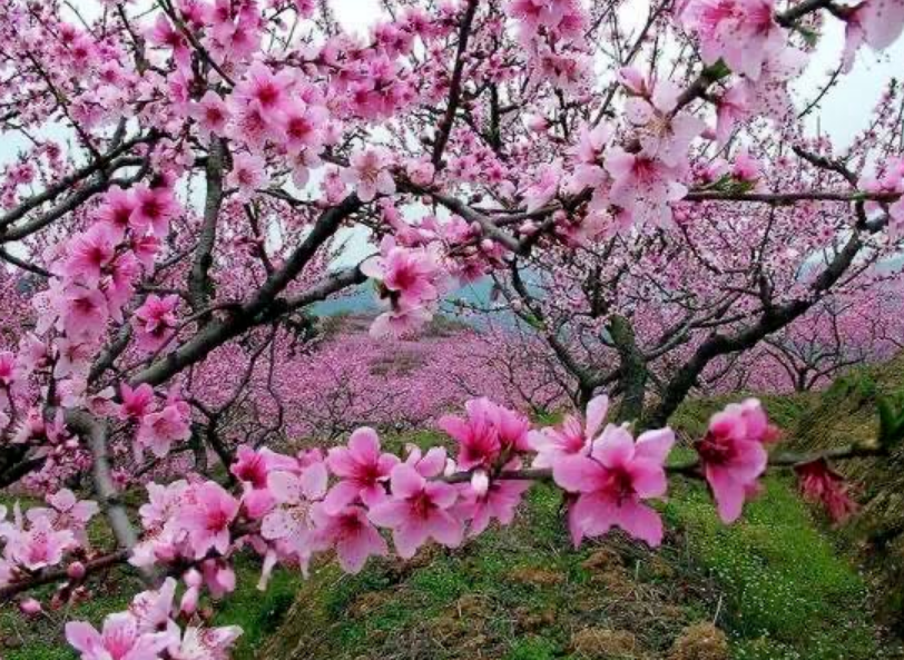 张集■收藏春天?张集镇可以!