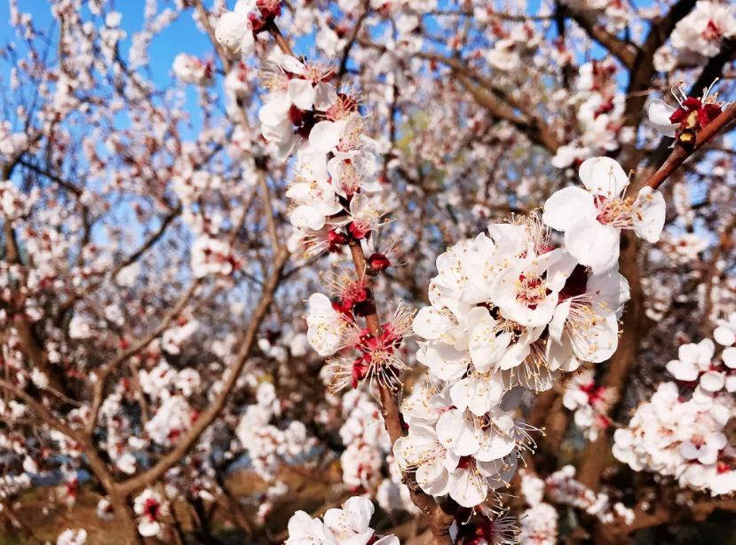 张集■收藏春天?张集镇可以!