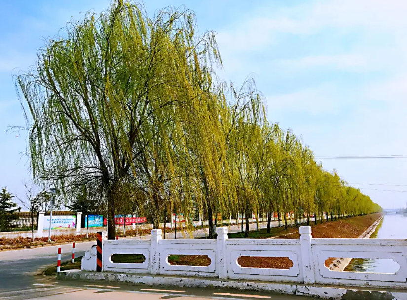 张集■收藏春天?张集镇可以!