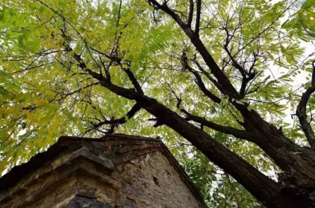 张集■收藏春天?张集镇可以!