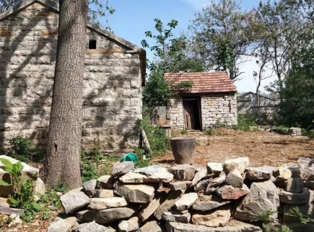 张集■收藏春天?张集镇可以!