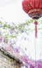 3月29日上午，拍客来到老门东，天空虽然下着小雨，但专程过来赏紫藤花的游客已经不少了，有的游客特意带着相机来拍照留念。