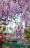 南京老门东的紫藤花已经盛开了。