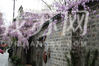 南京老门东的紫藤花已经盛开了。
