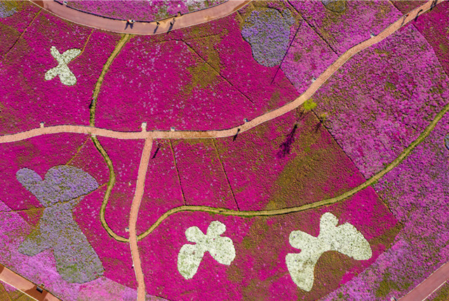 安徽合肥巢湖芝樱花灿烂开放 一大片花海已成网红景点