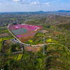 2020年3月28日，安徽合肥巢湖中庙镇山门李村，大片的芝樱花灿烂开放，引来大批游人前来观赏，目前已成为一处网红景点。