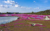 2020年3月28日，安徽合肥巢湖中庙镇山门李村，大片的芝樱花灿烂开放，引来大批游人前来观赏，目前已成为一处网红景点。