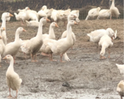 从受助到助人，镇江养鹅户捐款传递爱心