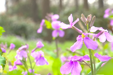 去南京玄武湖、植物园找春天，别忘了防疫先行！