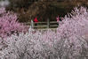 2020年3月29日，甘肃省平凉市，游人在崆峒山盛开的桃花树边拍照。