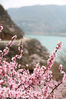 这是2020年3月29日拍摄的甘肃省平凉市崆峒山弹筝湖景区边盛开的桃花。