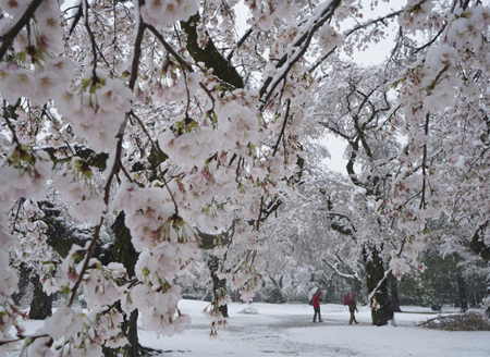 日本东京大雪纷飞 樱花白雪也太美了！