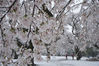 当地时间2020年3月29日，日本东京，东京大雪后，粉白色的樱花被白雪团团包围，别有一番风味。