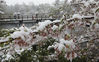 当地时间2020年3月29日，日本东京，东京大雪后，粉白色的樱花被白雪团团包围，别有一番风味。