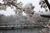 当地时间2020年3月29日，日本东京，东京大雪后，粉白色的樱花被白雪团团包围，别有一番风味。供图/IC photo 编辑/刘元