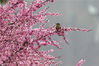 2020年3月8日，在湖南省湘西土家族苗族自治州经济开发区沿河风光带，鸟儿在花枝上小憩。

