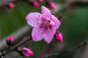 2020年3月8日，在湖南省湘西土家族苗族自治州经济开发区沿河风光带，盛开的梅花。
