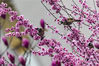 2020年3月8日，在湖南省湘西土家族苗族自治州经济开发区沿河风光带，鸟儿在吸吮花蜜。
