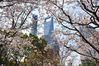 2020年3月23日，上海，浦东世纪大道沿线，大片的染井吉野樱花绽放枝头，映衬着环球金融中心、上海中心等标志新建筑，也吸引了不少市民纷纷前来打卡留影。脱下口罩，将自己融入春天的美景，让人们的感觉真好。钟阳/IC photo