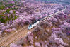 2020年3月24日，中国北京，北京市郊铁路S2线专列，能穿过漫天飞舞的花海！北京居庸关长城脚下，这辆“开往春天的列车”让人近距离穿越花开，感受春天的魅力，列车驶过，一路穿过粉色花海，美得仿佛置身在漫画之中。途径居庸关长城附近的十里花海，可以搭乘列车穿越花海，春风无限好，一路的繁华相送，轨道两旁有粉色的山桃花、樱花和白杏，千枝万树连绵不断，形成层层叠叠的花海。春风吹开满树的花朵，在春天里乘坐这趟列车，来和春天约会一场。奕涵/IC photo