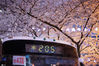 2019年3月30日，上海入春不久，被网友誉为“最美公交车站”的樱花再次绽放，美不胜收。夜晚来临，粉嫩的樱花在路灯的映照下显得相当迷人。市民纷纷赶来欣赏这春天里的绝妙景色。 向星/IC photo
