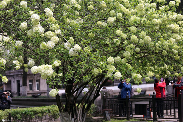 江苏南京：午朝门公园绣球花盛开 “白色花海”引来市民打卡