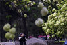 2020年4月1日，南京午朝门公园内的十几株绣球花盛开。图为市民和摄影爱好者前来打卡。雨田/IC photo
