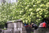  2020年4月1日，南京午朝门公园内的十几株绣球花盛开。图为白色硕大的花朵开满枝头，呈现完美的“白色花海”，美不胜收。雨田/IC photo
