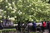 2020年4月1日，南京午朝门公园内的十几株绣球花盛开。图为白色硕大的花朵开满枝头，呈现完美的“白色花海”，美不胜收。雨田/IC photo
