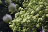 2020年4月1日，南京午朝门公园内的十几株绣球花盛开。图为白色硕大的花朵开满枝头，呈现完美的“白色花海”，美不胜收。来源：东方IC 雨田/IC photo
