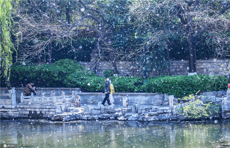 2020今年份的柳絮飞扬 又到四月"雪"飘时