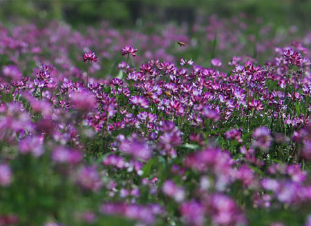 句容：3000亩紫云英花开似紫霞  美了乡村肥了田！
