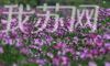 暮春时节，江苏句容市天王镇戴庄村近3000亩紫云英进入盛花期。来源：我苏网 通讯员/杨志国 编辑/许婷