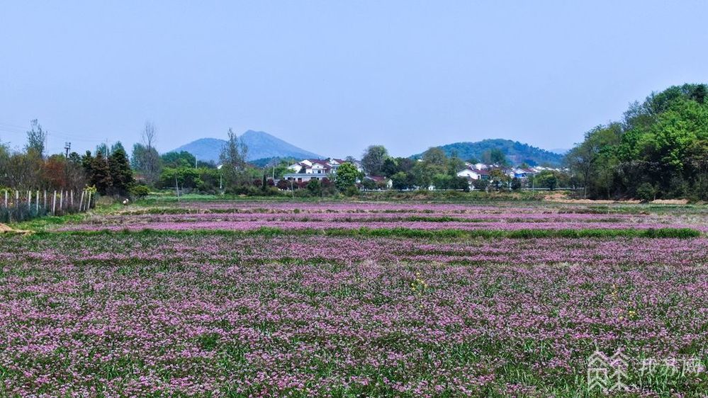 江苏句容:3000亩紫云英花开似紫霞 美了乡村肥了田!