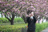 2020年4月15日，上海，上海首条“落樱不扫”道路在杨浦区江湾城路展开试点，“樱花路”保留5天不扫，以精细化的“捡拾”进行保洁，让市民全方位体验樱花之美。IC/IC photo

