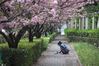 2020年4月15日，上海，上海首条“落樱不扫”道路在杨浦区江湾城路展开试点，“樱花路”保留5天不扫，以精细化的“捡拾”进行保洁，让市民全方位体验樱花之美。IC/IC photo
